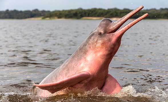amazonskiy-rozoviy-delfin