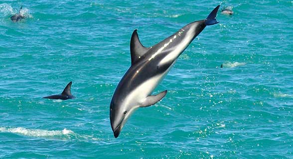 delfin-polosatiy